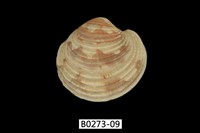 藏品(維納斯簾蛤)的圖片